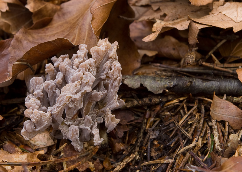 Clavulina cinerea